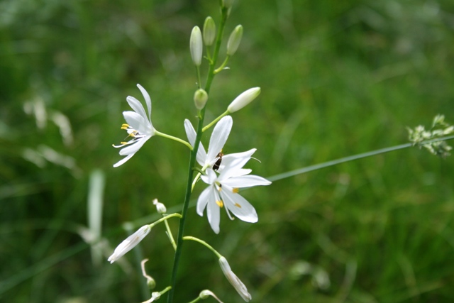 Anthericum liliago / Lilioasfodelo maggiore